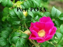 розы