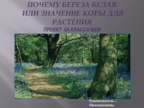 Проектная презентация 5-х классов на тему Почему береза белая. Для чего кора растениям