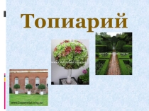 Презентация по технологии на тему Топиарий .Мастер-класс своими руками