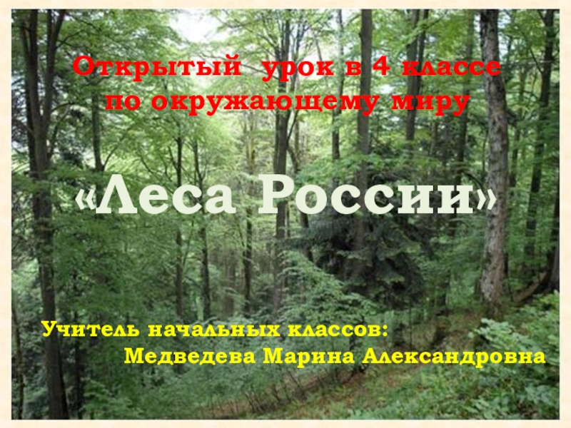 Реферат На Тему Леса России 4 Класс