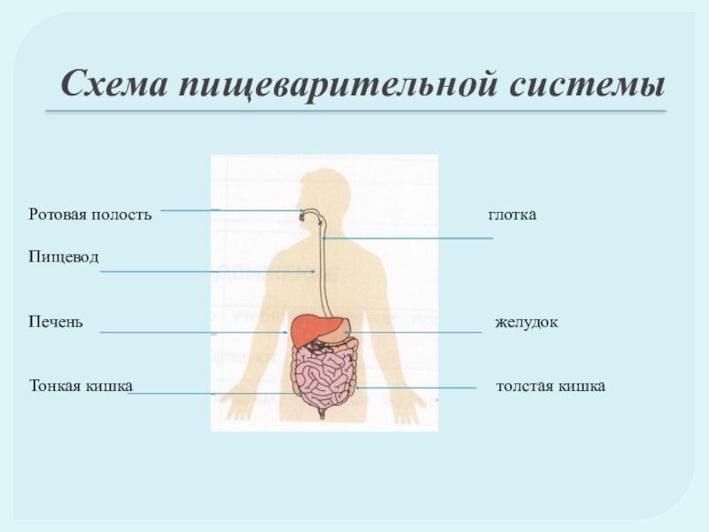 Пищеварение 3 класс презентация