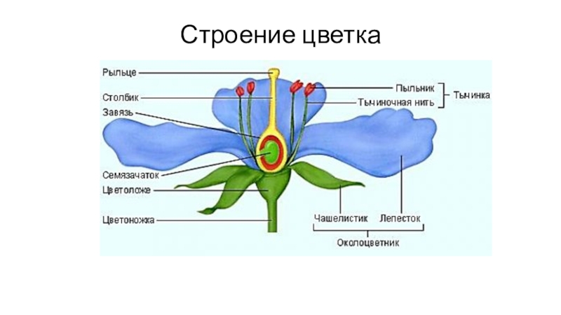 Презентация на тему строение цветка