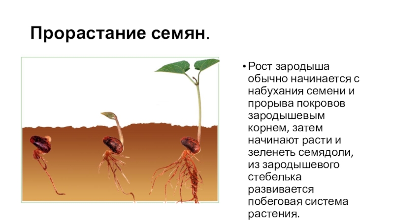 Корневище развивается из. Прорастание семян. Прорастание семени начинается. Из семени при прорастании первым появляется. Способы прорастания семян.