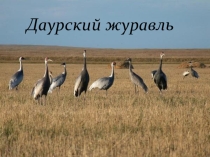 Презентация по географии Забайкальского края на тему Даурский журавль