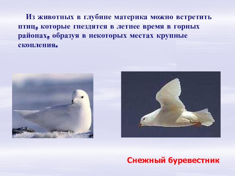 на каком материке можно встретить. африкана полушарии земли. южная америка континент. австралия моря тасманово коралловое и арафурское. на каком материке можно встретить.