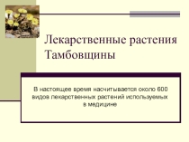 :Лекарственные растения Тамбовщины