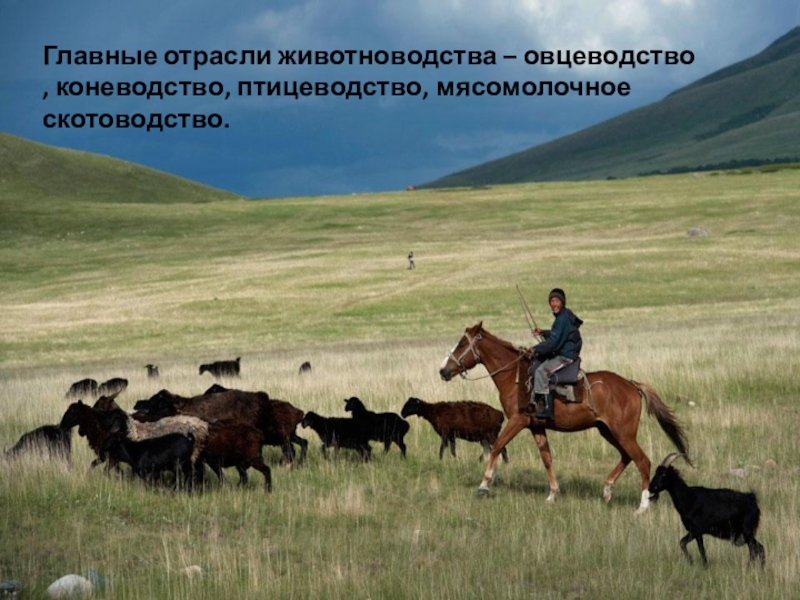 Хозяйство киргизии. Животноводство в Киргизии. Животноводство в кырыг. Животноводство в Кыргызстане отрасли.