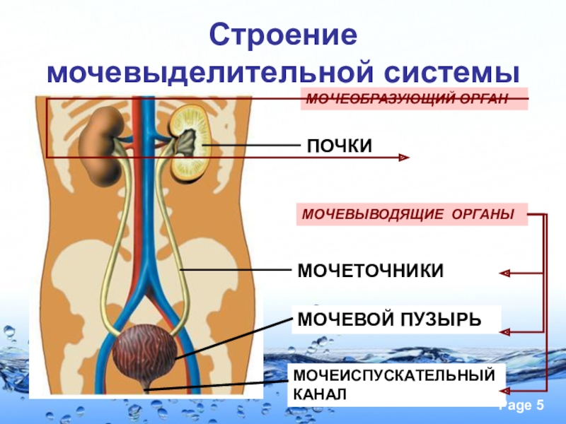 Анатомия мочевыделительная система картинки