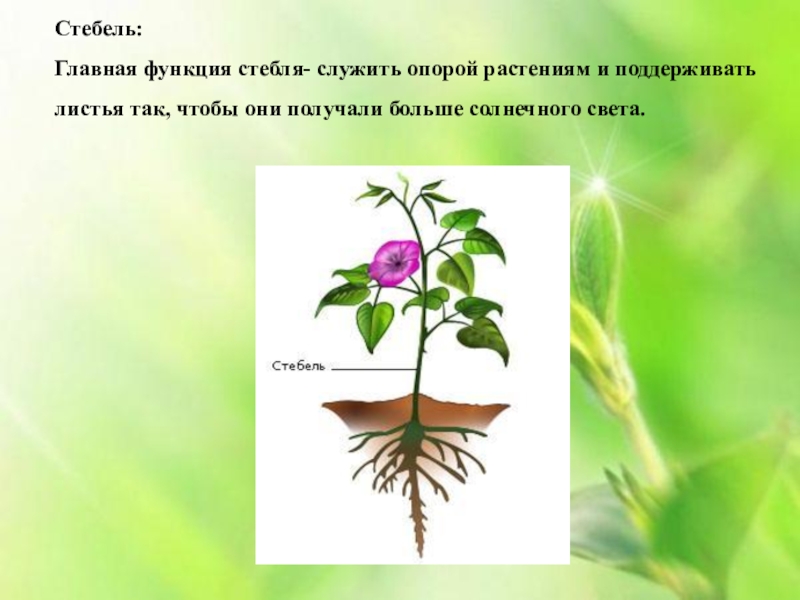 Функции органа стебля. Стебель растения. Функции стебля растений. Стебель выполняет функции. Цветоножка и стебель.