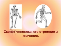 Скелет