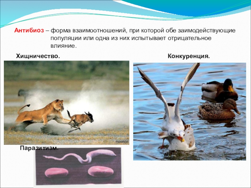 Хищничество определение и примеры. Биотические факторы антибиоз. Взаимоотношения организмов антибиоз. Антибиоз примеры. Взаимоотношения хищничество примеры.