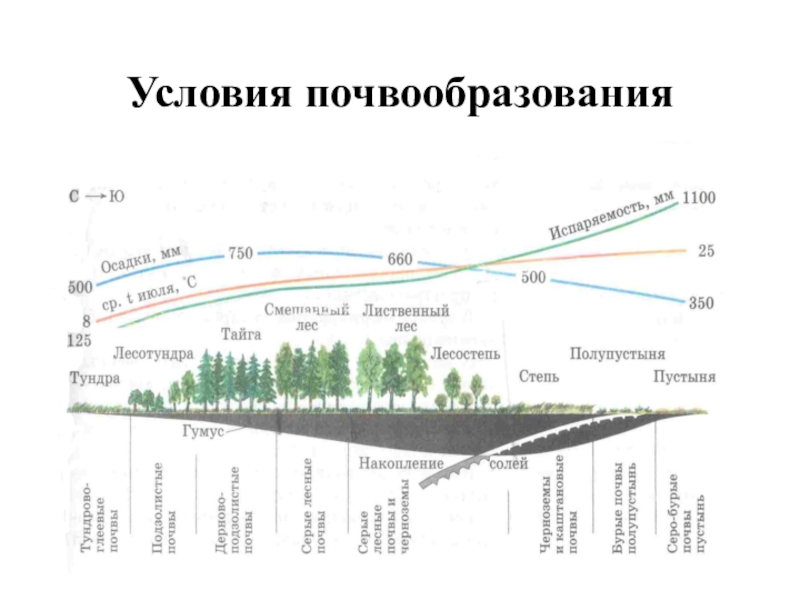 Практико-ориентированный проект Как улучшить пришкольный участок Условия почвообразования Условия почвообразования