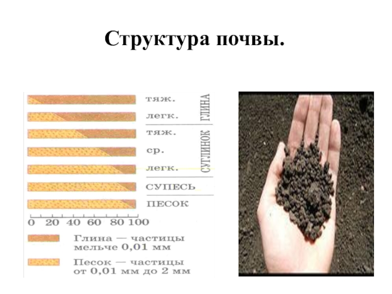 Практико-ориентированный проект Как улучшить пришкольный участок Структура почвы. Структура почвы.