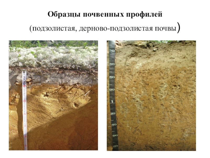Практико-ориентированный проект Как улучшить пришкольный участок Образцы почвенных профилей (подзолистая, дерново-подзолистая почвы) Образцы почвенных профилей (подзолистая, дерново-подзолистая почвы)