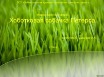 Презентация Хоботковая собачка Петерса.Материал для занятия во внеурочное время по экологическому воспитанию.