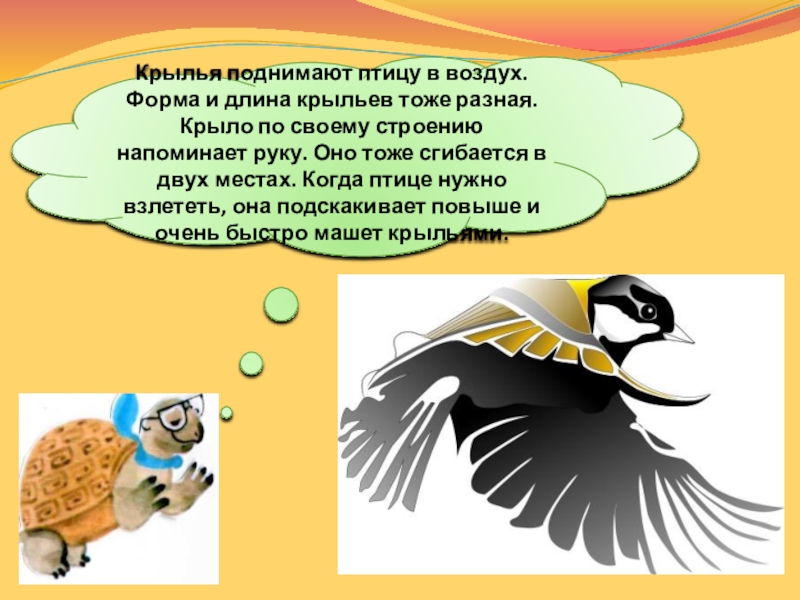 Опорно двигательная система птиц мускулатура. Длина крыльев. Крыло птицы. Птичье крыло. Орлан орел коршун.