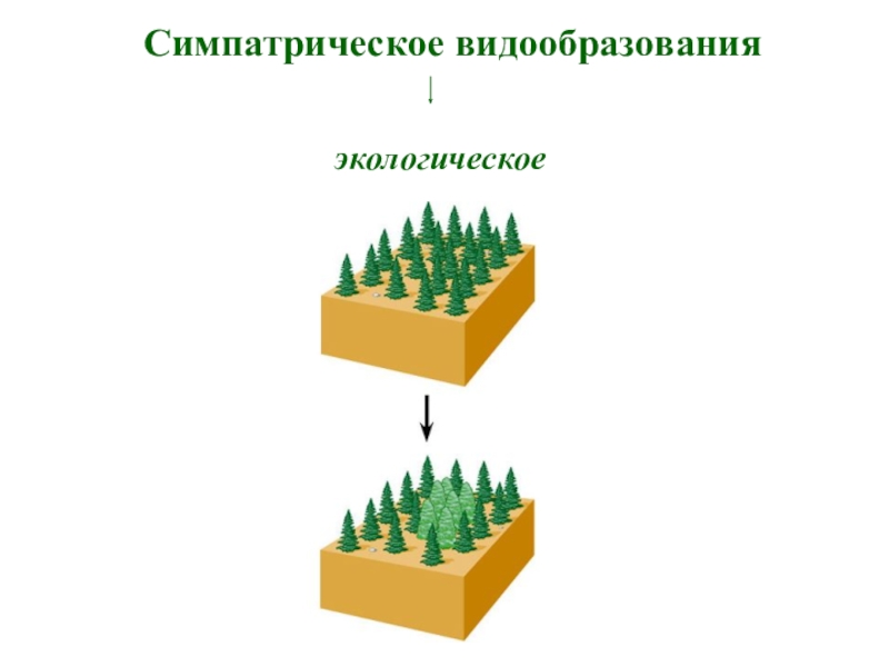 Схема экологического видообразования