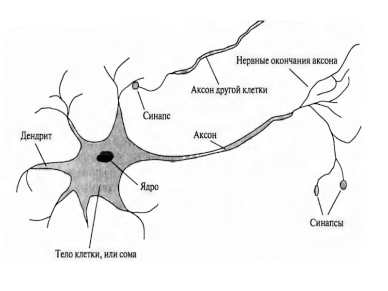 Нервная система ткань рисунок