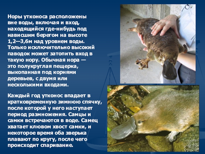 Презентация открытого урока по биологии Норы утконоса расположены вне воды, включая и вход, находящийся где-нибудь под Норы утконоса расположены вне воды, включая и вход, находящийся где-нибудь под нависшим берегом на высоте 1,2—3,6м над
