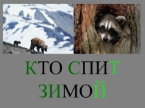 Презентация. Кто же спит зимой?