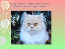 Презентация Кошка - прирученная человеком в глубокой древности