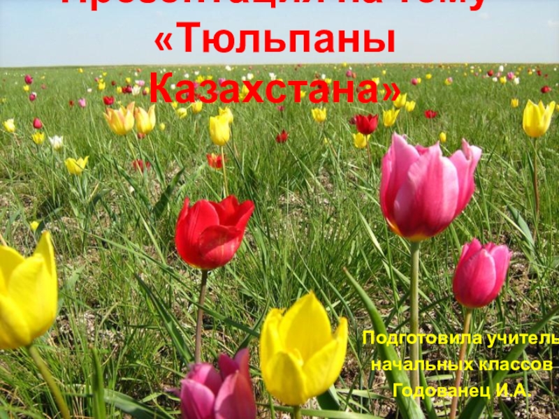 Презентация по познанию мира на тему Тюльпаны Казахстана