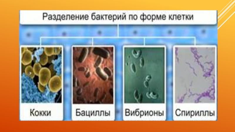 Биология пятый класс бактерии. Разделение бактерий по форме клетки. Происхождение бактерий 5 класс. Презентация бактерии 9 класс. Коллаж по биологии 5 класс бактерии.