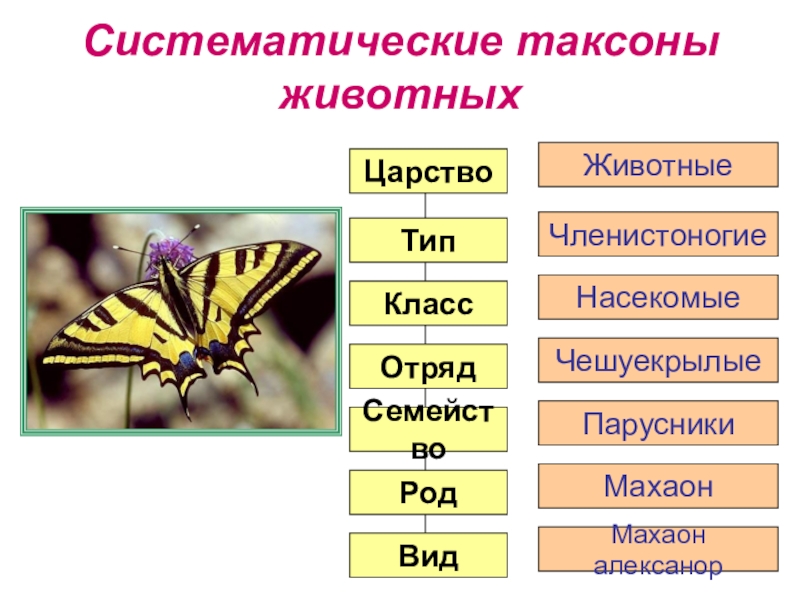 Таксоны животных позвоночные. Классификация животных таксоны. Систематика бабочки Махаон. Таксономическая классификация бабочки Махаона. Бабочка царство Тип класс отряд вид.