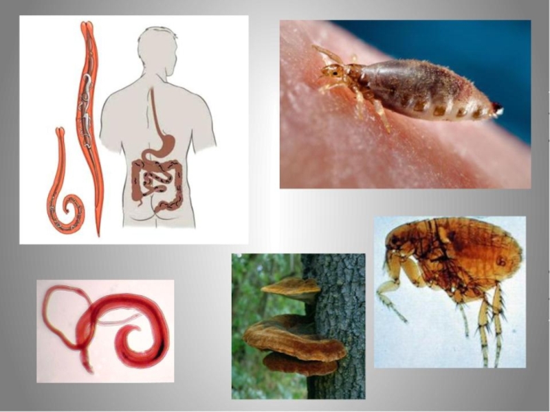 Паразиты в организме человека презентация