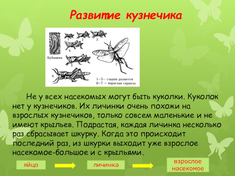 Размножение и развитие животных презентация 3 класс окружающий мир плешаков