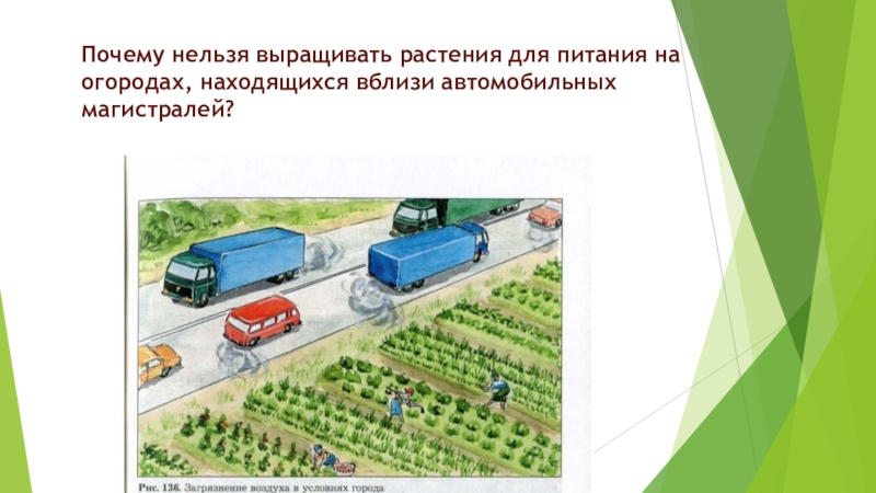 Презентация по биологии на тему: Человек - часть живой природы 6 класс Почему нельзя выращивать растения для питания на огородах, находящихся вблизи автомобильных магистралей? Почему нельзя выращивать растения для питания на огородах, находящихся вблизи автомобильных магистралей?