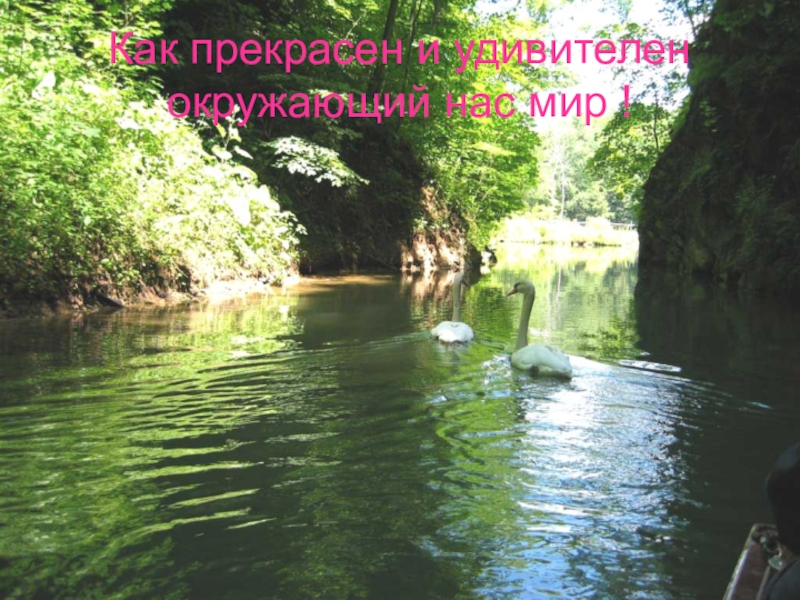 Презентация проектаЖиви, форель, живи! Как прекрасен и удивителен окружающий нас мир ! Как прекрасен и удивителен окружающий нас мир !