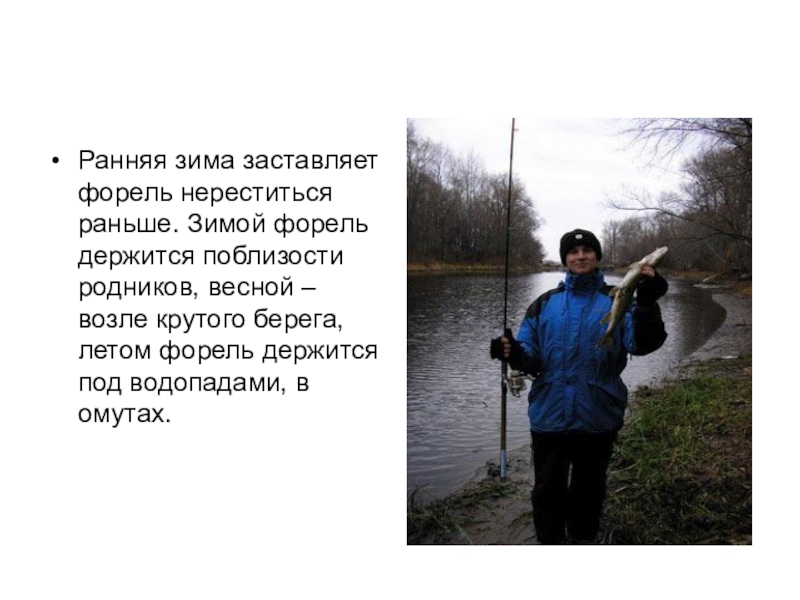 Презентация проектаЖиви, форель, живи! Ранняя зима заставляет форель нереститься раньше. Зимой форель держится поблизости Ранняя зима заставляет форель нереститься раньше. Зимой форель держится поблизости родников, весной – возле крутого берега,