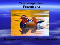 Презентация по окружающему миру на тему  Животные Красной книги