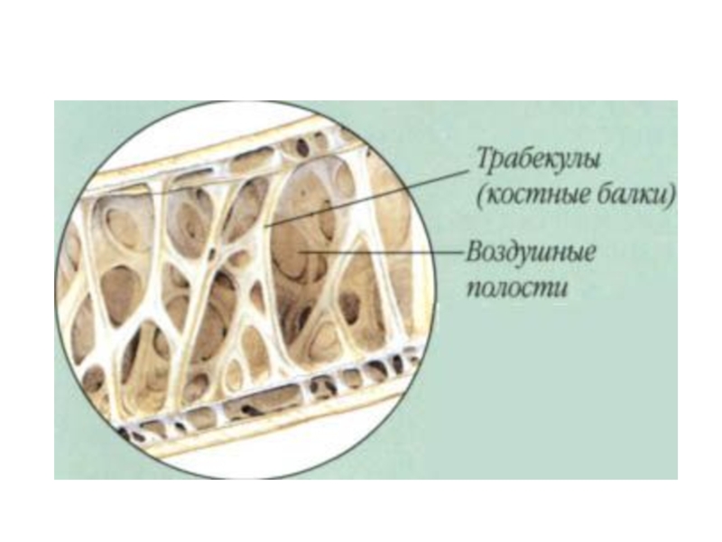 Костной полости. Строение кости трабекулы. Костные трабекулы строение. Внутренне строение костей птиц. Трабекулы костной ткани.