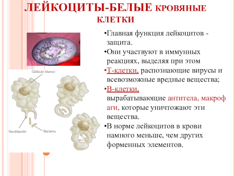 Причины лейкоцитов. Лейкоциты белые клетки крови. Функция лейкоцитов в крови 8 класс. Лейкоциты форма клетки. Состав лейкоцитов.