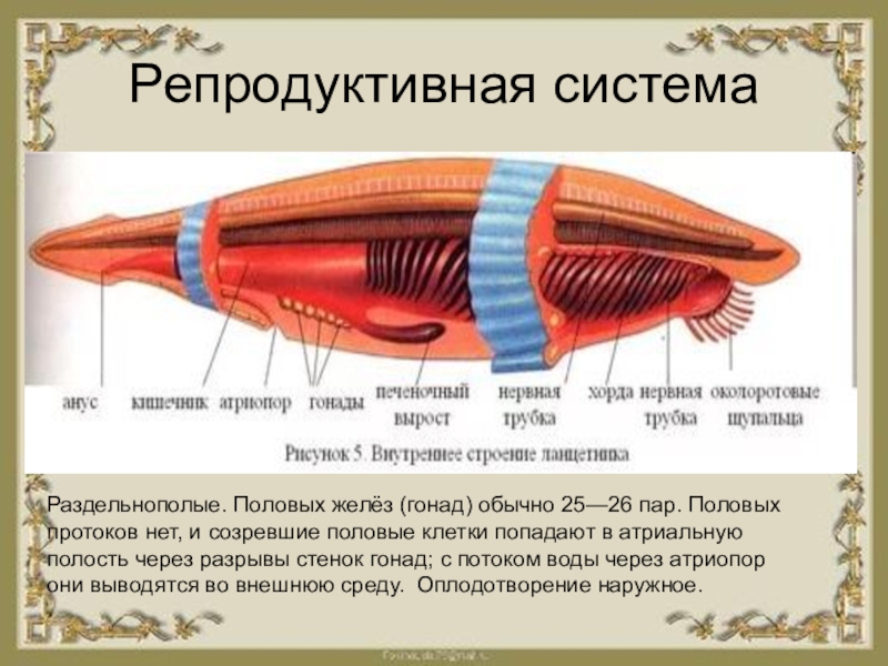 Презентация на тему хордовые