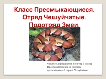 Презентация к конспекту урока по биологии на тему Класс Пресмыкающиеся. Отряд Чешуйчатые. Подотряд Змеи (7 класс)..