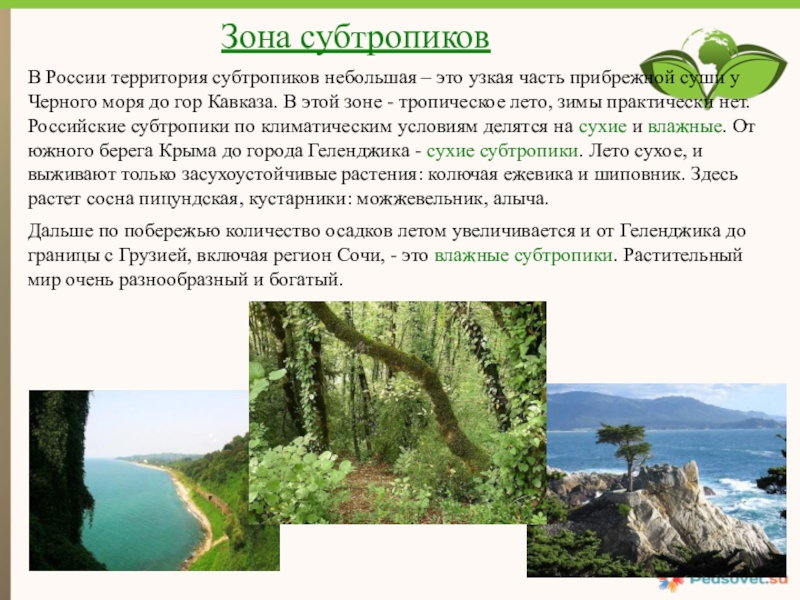 Презентация на тему природные зоны субтропических поясов 7 класс