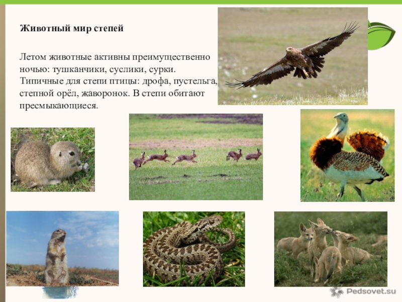 Живые организмы в степи. Животный мир степи. Животные Степной зоны. Животный мир степи в России. Обитатели зоны степей.