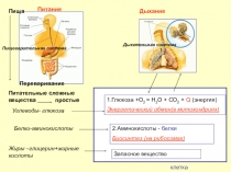 Презентция к уроку Биосинтез белка 10 класс