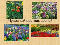 Презентация по окружающему миру на тему Цветники весной (2 класс)
