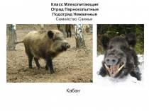 Презентация для обучающихся 7 класса Класс Млекопитающие. Отряд парнокопытные