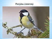 Рисуем синичку