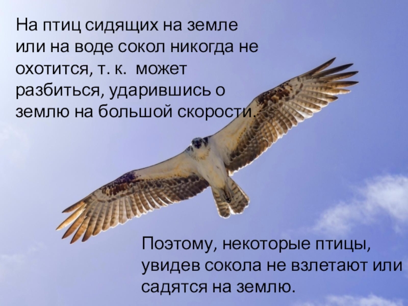 Некоторые птицы. Стих про Сокола. Доклад о Соколе. Сокол информация. Сокол рассказ.