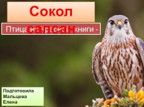 Презентация к уроку Окружающего мира по теме Красная книга. Птица из Красной книги - сапсан.
