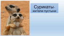 Презентация по биологии на тему Сурикаты (5 класс)