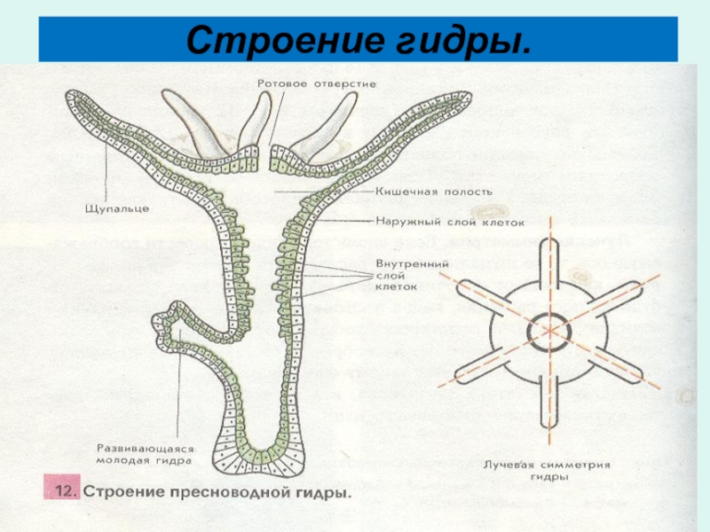 Гидра биология строение. Гидра Пресноводная. Схема строения пресноводной гидры. Внешнее строение пресноводной гидры. Строение полипа гидры.