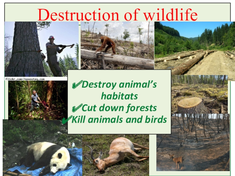 Destroy wildlife