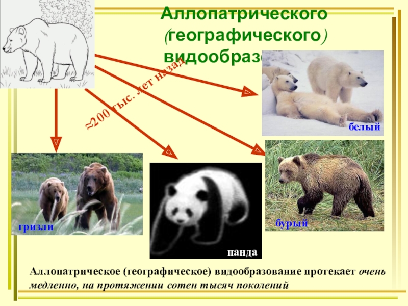 Презентация 9 класс по биологии видообразование 9 класс